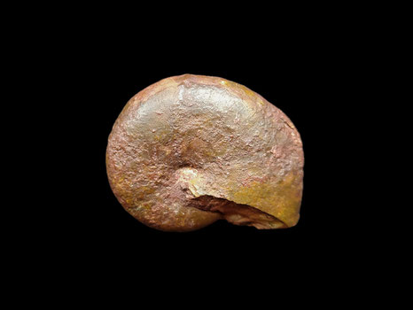 Ptychophylloceras flabellatum