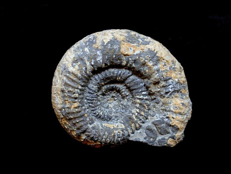Perisphinctes (Orthosphinctes) birmensdorfensis