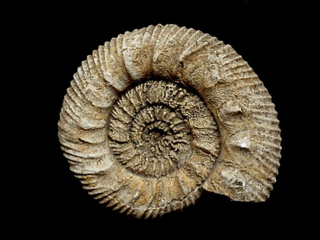 Reineckeia anceps