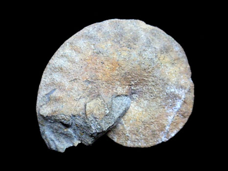 Subpulchellia oechlerti
