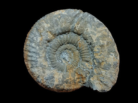 Perisphinctes (Orthosphinctes) birmensdorfensis