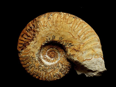 Hecticoceras (Chanasia) bannense