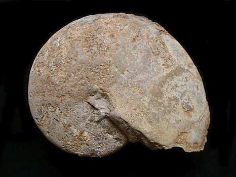 Oxycerites aspidoides