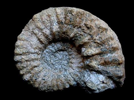 Mortoniceras inflatum