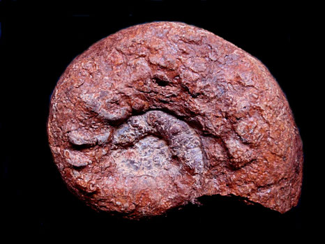 Euaspidoceras babeanum