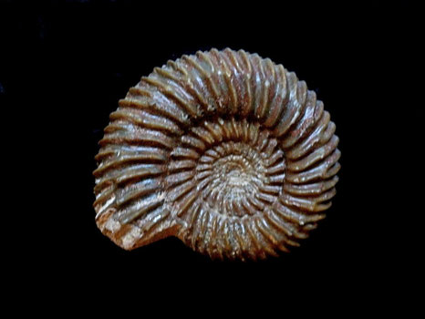 Parkinsonia depressa