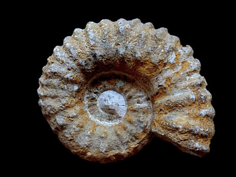 Procheloniceras sp