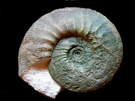 Ataxioceras (Schneidia) cf. elmii
