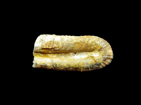 Hamulina astieriana