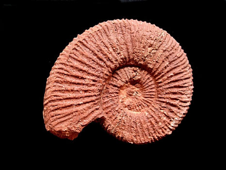 Berriasella callisto