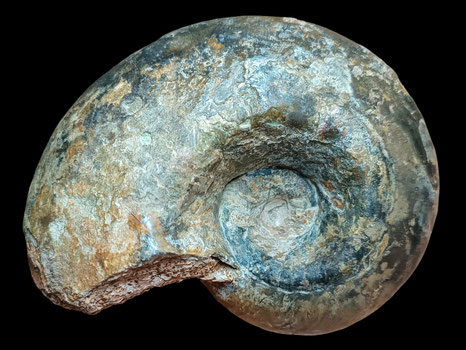 Germanonautilus suevicus