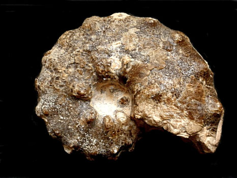 Mamites nodosoides