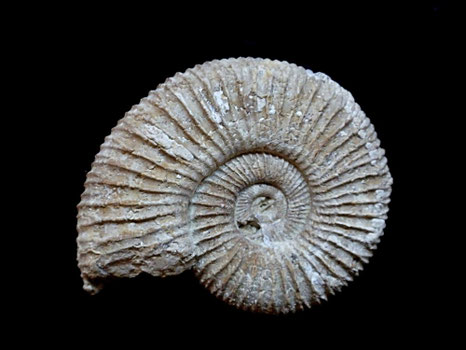 Perisphinctes (Arisphinctes) plicatilis