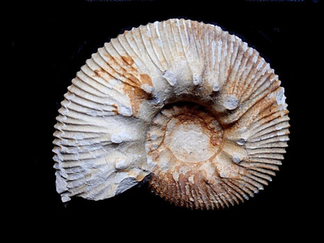 Olcostephanus variegatus
