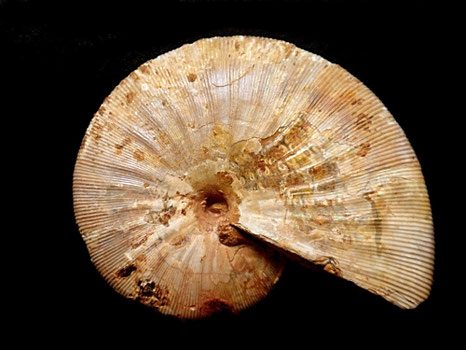 Phylloceras cosanguineum