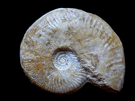 Graphoceras concavum