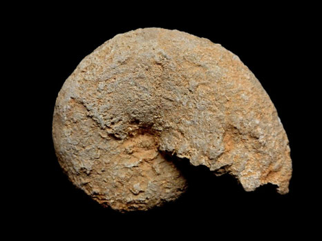 Phylloceras sp