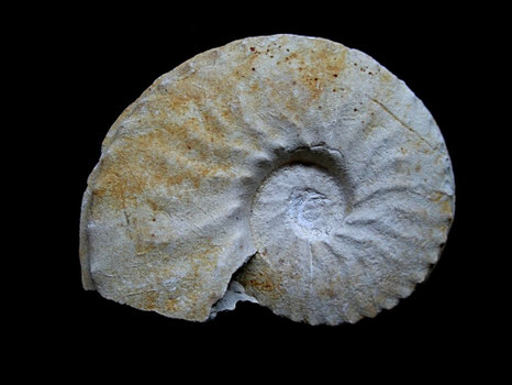 Schloenbachia varians