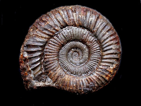Peronoceras turriculatum