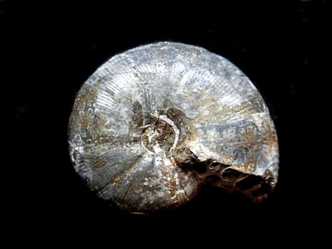 Phylloceras (Hypophylloceras) velledae