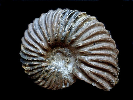 Hoplites benettianus
