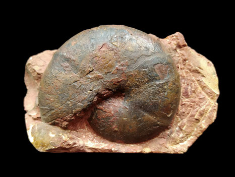 Calliphylloceras benacense