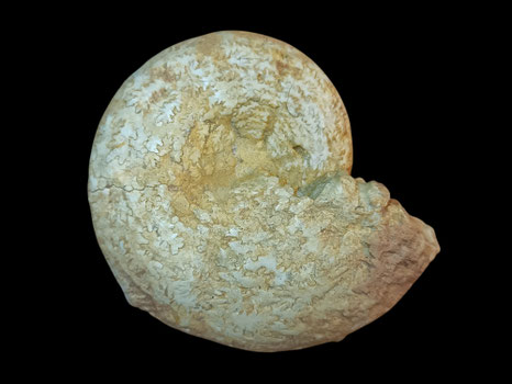 Calliphylloceras manfredi