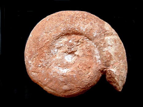 Morphoceras macrescens
