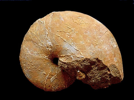 Anglonautilus undulatus