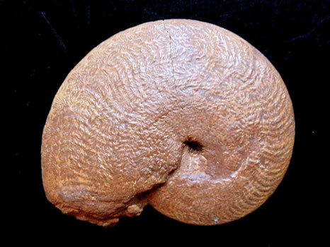 Polyplectus epiroticus