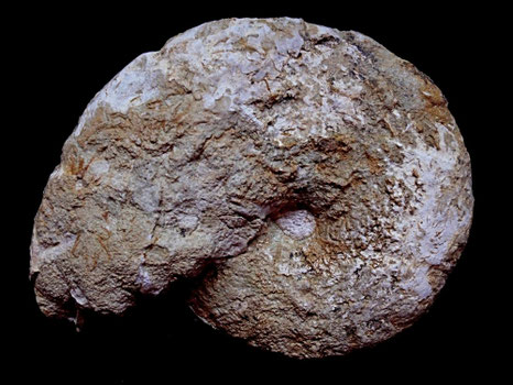 Holcophylloceraas silesiacum