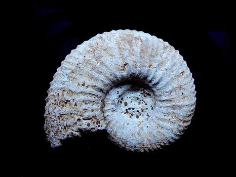 Pseudogarantiana dichotoma