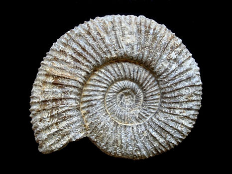 Perisphinctes (Arisphinctes) plicatilis
