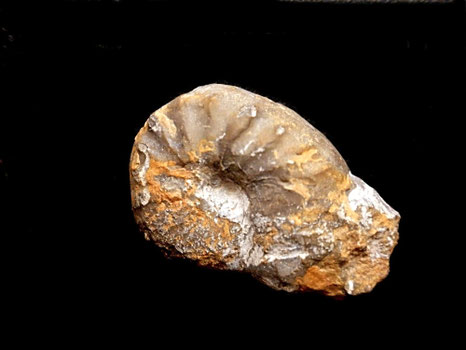 Sutneria platynota