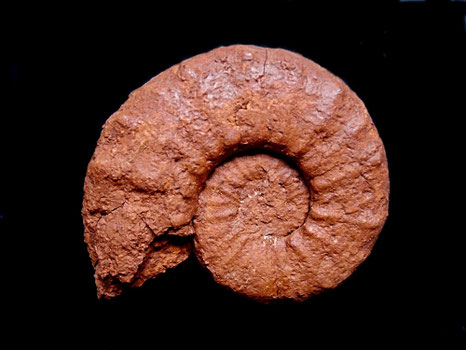 Clambites schwabi