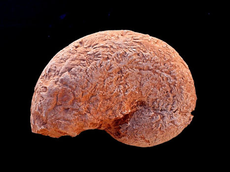 Phylloceras sp