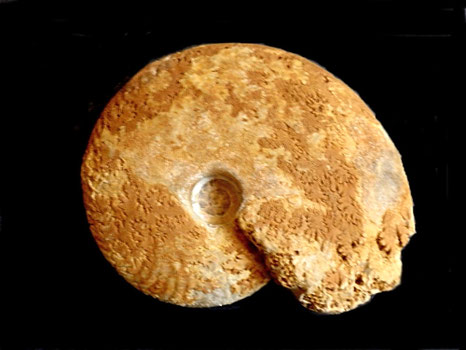 Oppelia subradiata