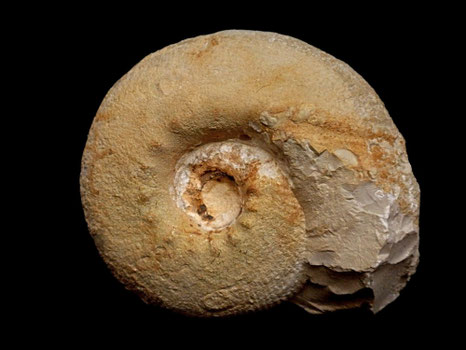 Olcostephanus drumensis