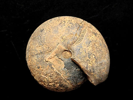 Ammonites, Sporadoceras münsteri