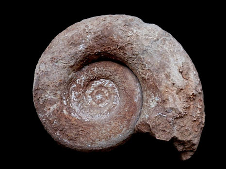 Lytoceras francisqui