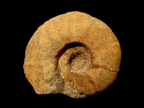 Melchiorites melchioris