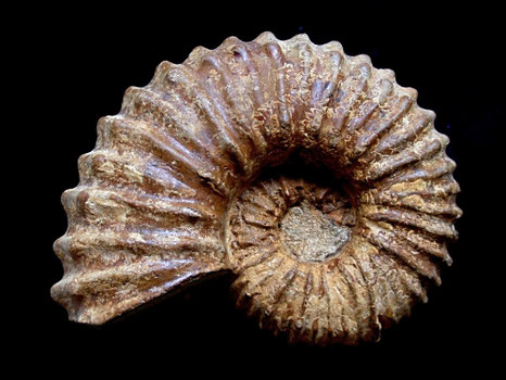 Calycoceras asiaticum