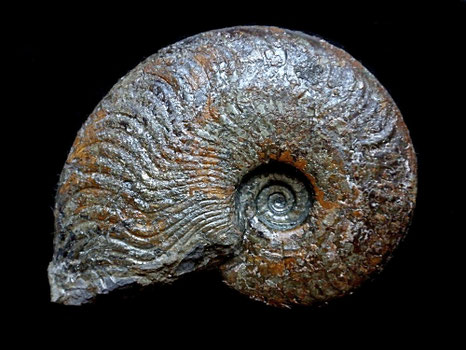 Harpoceras subplanatum