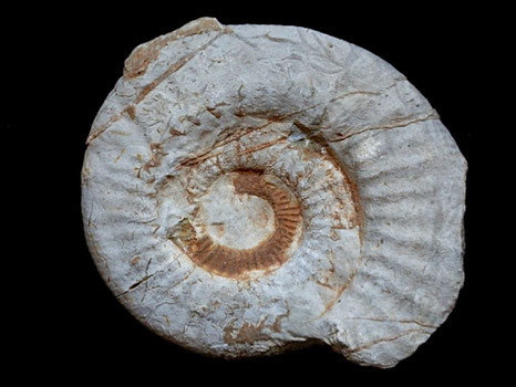 Indosphinctes sp