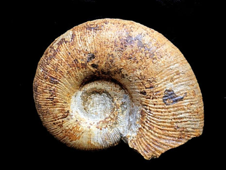 Lytoceras cornucopia