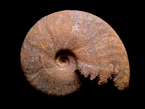Cleoniceras besairiei