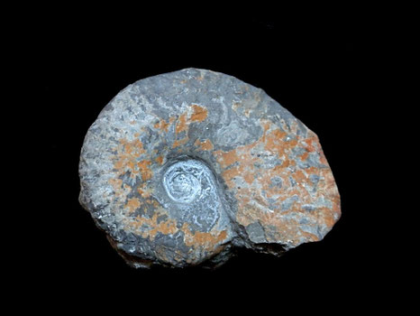 Taramelliceras hauffianum