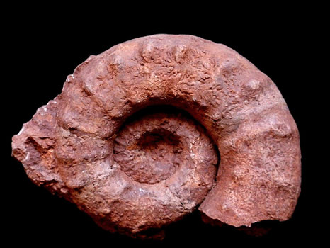 Euaspidoceras paucituberculatum