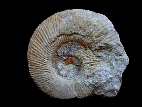 Pseudodiscosphinctes densecostatus