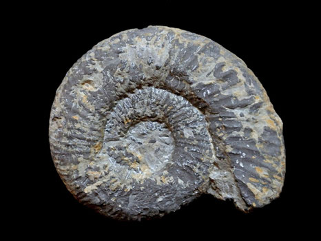 Perisphinctes chloroolithicus